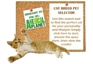 Cat-Breed-Selector-2-300x207